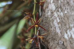 Cymbidium aloifolium